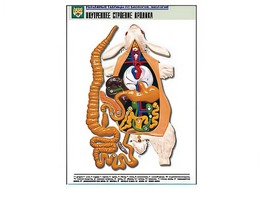 Рельефная таблица "Внутреннее строение кролика" (формат А1, матовое ламинирование) - fgospostavki.ru - Обнинск