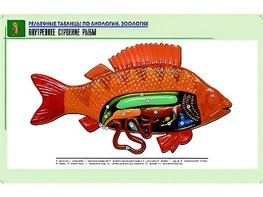 Рельефная таблица "Внутреннее строение рыбы" (формат А1, матовое ламинирование) - fgospostavki.ru - Обнинск