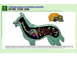 Рельефная таблица "Внутреннее строение собаки" (формат А1, матовое ламинирование) - fgospostavki.ru - Обнинск