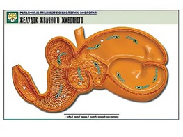 Рельефная таблица "Желудок жвачного животного" (формат А1, матовое ламинирование) - fgospostavki.ru - Обнинск