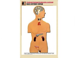 Рельефная таблица "Железы внутренней секреции" (формат А1, матовое ламинирование) - fgospostavki.ru - Обнинск