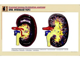 Рельефная таблица "Почка. Фронтальный разрез" (формат А1, матовое ламинирование) - fgospostavki.ru - Обнинск