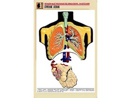 Рельефная таблица "Строение легких" (формат А1, матовое ламинирование) - fgospostavki.ru - Обнинск
