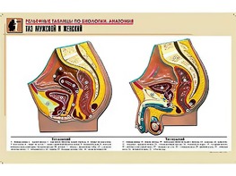 Рельефная таблица "Таз мужской и женский" (формат А1, матовое ламинирование) - fgospostavki.ru - Обнинск