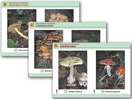 Комплект таблиц раздаточных "Грибы съедобные и несъедобные" (цветные, ламинированные, А4, 8 штук) - fgospostavki.ru - Обнинск