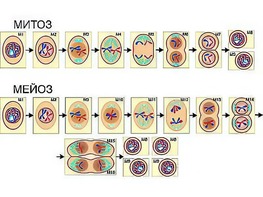 Модель-аппликация "Деление клетки. Митоз и мейоз" (ламинированная) - fgospostavki.ru - Обнинск
