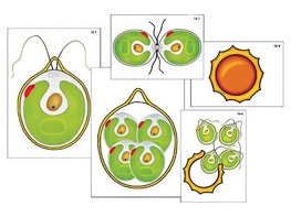 Модель-аппликация "Размножение одноклеточной водоросли" (ламинированная) - fgospostavki.ru - Обнинск