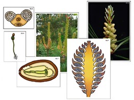 Модель-аппликация "Размножение сосны" (ламинированная) - fgospostavki.ru - Обнинск