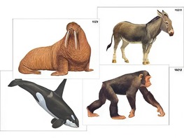 Модель-аппликация "Разнообразие высших хордовых 2. Млекопитающие" (ламинированная) - fgospostavki.ru - Обнинск