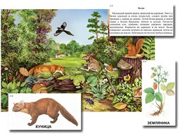 Магнитный плакат-аппликация "Лес: биоразнообразие и взаимосвязи в сообществе" - fgospostavki.ru - Обнинск