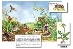 Магнитный плакат-аппликация "Луг: биоразнообразие и взаимосвязи в сообществе" - fgospostavki.ru - Обнинск