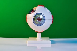 Модель глаза - fgospostavki.ru - Обнинск