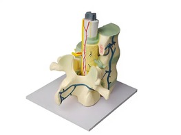 Модель части позвоночника человека - fgospostavki.ru - Обнинск