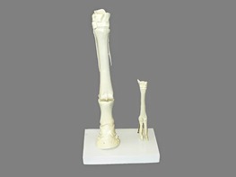 Модель "Скелет конечностей лошади и овцы" (на подставке) - fgospostavki.ru - Обнинск