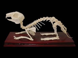 Скелет кролика - fgospostavki.ru - Обнинск