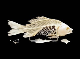 Скелет костистой рыбы - fgospostavki.ru - Обнинск