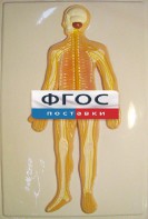 Модель барельефная "Нервная система человека" - fgospostavki.ru - Обнинск