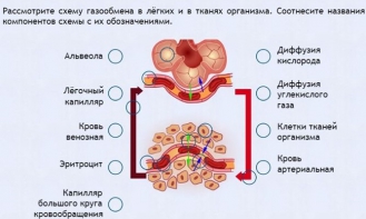 Интерактивные курсы. Биология 9 класс. Расширенный. - fgospostavki.ru - Обнинск