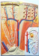 Модель барельефная "Почка" (макро-микростроение) - fgospostavki.ru - Обнинск