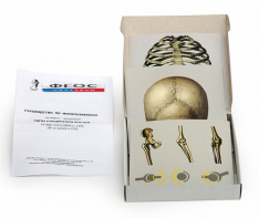 Модель-аппликация "Типы соединения костей" (набор из 7 карт) - fgospostavki.ru - Обнинск