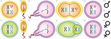 Модель-аппликация Гаметогенез у человека и млекопитающих - fgospostavki.ru - Обнинск