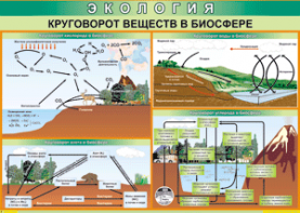 Таблица "Круговорот веществ в биосфере" (100х140 сантиметров, винил) - fgospostavki.ru - Обнинск