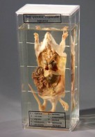 Влажный препарат "Внутреннее строение крысы" - fgospostavki.ru - Обнинск