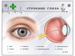 Интерактивный стенд "Строение глаза" - fgospostavki.ru - Обнинск