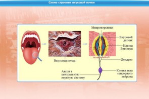 Интерактивные курсы. Биология 10 класс. Базовый. - fgospostavki.ru - Обнинск