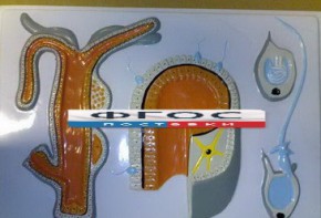 Модель барельефная "Внутреннее строение гидры" - fgospostavki.ru - Обнинск