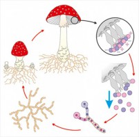 Модель-аппликация Размножение шляпочного гриба - fgospostavki.ru - Обнинск