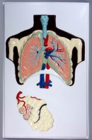Модель барельефная "Строение легких" - fgospostavki.ru - Обнинск