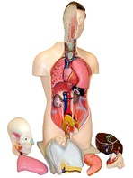 Торс человека разборный (42 см.) - fgospostavki.ru - Обнинск