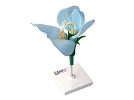 Модель цветка гороха - fgospostavki.ru - Обнинск