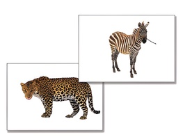 Дидактическое пособие "Дикие животные" - fgospostavki.ru - Обнинск