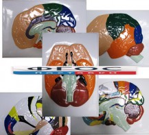 Модель барельефная "Доли, извилины, цитоархитектонические поля головного мозга" (5 планшетов) - fgospostavki.ru - Обнинск