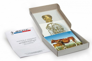 Модель-аппликация "Цикл развития бычьего цепня" (набор из 7 карт) - fgospostavki.ru - Обнинск