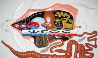 Модель барельефная "Внутреннее строение кролика" - fgospostavki.ru - Обнинск