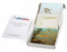 Модель-аппликация "Развитие лягушки" (набор из 10 карт) - fgospostavki.ru - Обнинск