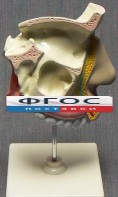 Модель "Разрез носоглотки" - fgospostavki.ru - Обнинск