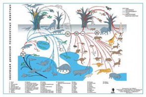 Комплект таблиц "Эволюция движений позвоночных животных" - fgospostavki.ru - Обнинск
