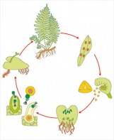 Модель-аппликация Размножение папоротника - fgospostavki.ru - Обнинск