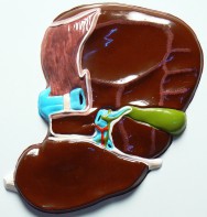 Модель барельефная "Печень" (висцеральная поверхность) - fgospostavki.ru - Обнинск