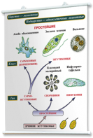 Плакаты по биологии для оформления кабинета. - fgospostavki.ru - Обнинск