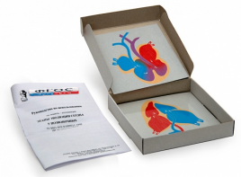 Модель-аппликация "Этапы эволюции сердца у позвоночных" (набор из 4 карт) - fgospostavki.ru - Обнинск