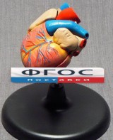 Модель "Сердце" (лабораторная) - fgospostavki.ru - Обнинск