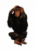 Комплект карточек "Запоминай, играй, считай" - Дикие животные - fgospostavki.ru - Обнинск