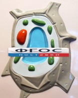 Модель барельефная "Растительная клетка" - fgospostavki.ru - Обнинск