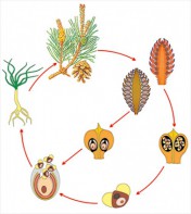 Модель-аппликация Размножение сосны - fgospostavki.ru - Обнинск