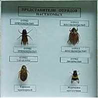 Коллекция энтомологическая "Представители отряда насекомых" - fgospostavki.ru - Обнинск